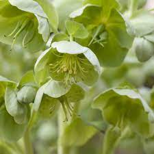 Maybe you would like to learn more about one of these? 20 Green Flowers Pretty Garden Blooms