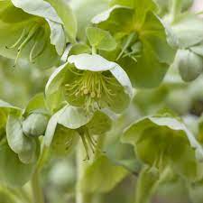 The turquoise color has nice contrast with the black and the other colors. 20 Green Flowers Pretty Garden Blooms