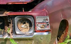 V ernise as a name for girls is of latin origin, and the name vernise means spring green. How To Say Dull In Italian What Is The Meaning Of Opaco Ouino