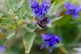 Image result for Caryopteris odorata