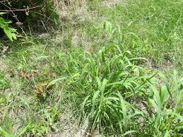 Image result for Urochloa comata