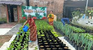 Karena itu, pilihlah tanaman yang perawatannya mudah dan tidak perlu pemangkasan secara berkala. Omah Sayur Tanam Dan Panen Dari Warga Untuk Warga Kumparan Com