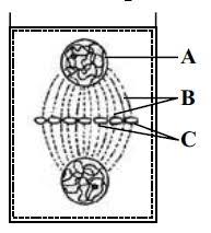 Check spelling or type a new query. The Given Diagram Depicts Cell Plate Method Of Cytokinesis I