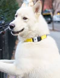 Testimonials Fi Smart Dog Collar Smart Dog Dogs Dog Best Friend
