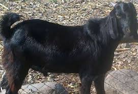 Osmanabadi Goat Breed Profile Information Agri Farming