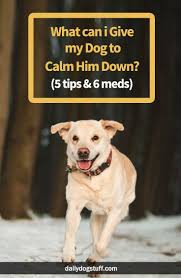 Treatment for separation anxiety is essential because it will make your dog calm and happy. What Can I Give My Dog To Calm Him Down 5 Tips 6 Meds Daily Dog Stuff Calm Hyper Dog Calm Dogs Meds For Dogs