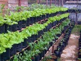 Cara bercocok tanam sayuran di pot. Budidaya Tanaman Sayuran Di Rumah Tanah Kaya