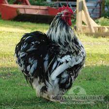 We did not find results for: Murray Mcmurray Hatchery Mottled Cochin Bantams