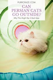 On the contrary if you are looking to buy in summer , with the cost of the persian cat depends on their color and its hybrid and in india minimum cost is 8,000 to maximum 25,000. Can Persian Cats Go Outside Why This Might Not Work Purr Craze