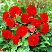 All spring planted bulbs ». Begonia Large Flowered Double Red 2 Bulbs Garden Seeds Market Free Shipping