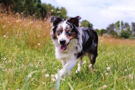 We breed for an australian shepherd that is sound in mind and body with outstanding, health, temperament and intelligence. The Australian Shepherd Modern Dog Magazine