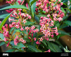 Image result for Cestrum × cultum