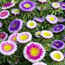 Haideţi să colorăm cu diferite nuanţe de galben, verde, roz sau violet aceste ciorchine minunate! Flori Ochiul Boului Poze Plantare Ingrijire Designbaie Ro