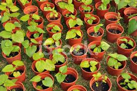 Find out information about plantula. Ciruela Plantula De Baya Fotografias De Stock Freeimages Com