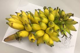 Di malaysia, insurans perubatan ditawarkan oleh syarikat insurans am dan juga syarikat insurans hayat. Ruhaimi Rahim On Twitter Pisang Lemak Manis Juga Sepupu Sepapat Pisang Emas Rupa Dan Rasa Lebih Kurang Pisang Emas Tapi Kalau Makan Time Dia Ranum Baru Kena Dgn Nama Dia Yakni Lemak