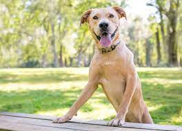 Lab Mix Breeds Top 25 Labrador Mixes Marvelous Dogs