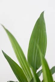 Image result for Dracaena aubryana