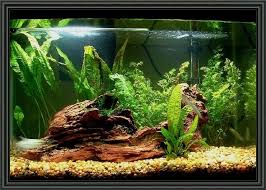 20 Gallon Aquarium Decoration Ideas Fresh Water Fish Tank Aquarium Fish Tank Fish Tank Terrarium