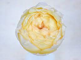 The thick branches persist in jutting out horizontally, so the bush is almost always wider than it. Rose Ivory Yves Piaget