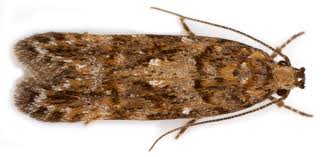 Image result for Teleiopsis diffinis