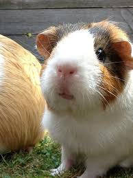 Pin On Fluffy Little Piggies