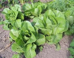 Maybe you would like to learn more about one of these? How To Grow Romaine Lettuce Fast Growing Cos Romaine Lettuce Seeds By The Gardener S Network
