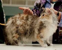 laperm cat http represent com kittenshirt laperm cat cat breeds cats
