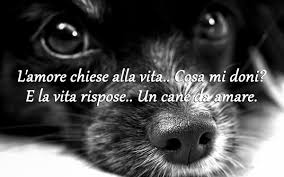 Le Frasi E Citazioni Piu Belle I Love Tartufo