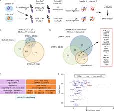Si jeans industry est votre magasin pr�f�r�, nous vous conseillons de vous abonner � notre alerte de bon de reduction jeans industry sur jeans industry. A Comprehensive Proteomics Based Interaction Screen That Links Dyrk1a To Rnf169 And To The Dna Damage Response Scientific Reports