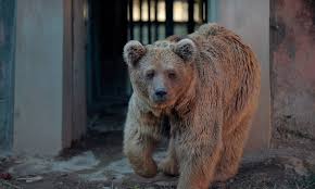 Welcome to the abq biopark zoo. Islamabad S Only Zoo Shuts After Last Animals Moved Dawn Com