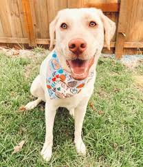 Maybe you would like to learn more about one of these? Dudley Labrador What Makes This Pink Nosed Lab So Unique