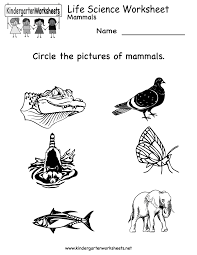 Kindergarten minds are curious about pretty much everything … just like scientists! Science Worksheet For Kindergarten Nidecmege