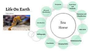 Sea Horse By Veda Haines On Prezi Next