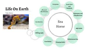 sea horse by veda haines on prezi next