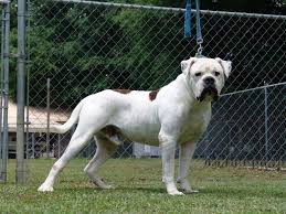 American bulldog · pompano beach, fl. Cox Kennels Registered American Bulldogs 1 546 Photos 1 Review Kennel 932 Lottown Rd Sumrall Ms 39482