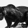Puede cazar animales salvajes que pesan hasta 300 kg en el interior de una selva densa, y su físico corto y robusto es una adaptación a sus presas y ambiente. Https Encrypted Tbn0 Gstatic Com Images Q Tbn And9gctatx1bdxqqlmcv Vpy6 Mu9kpktkbm5pe5hpipimcghdgza53n Usqp Cau
