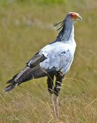 Birds Of South Africa Pictures And Names Photos Of Wild Bird Trust Suzette Heksie Heyns Facebook