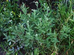 Image result for Euploca ovalifolia