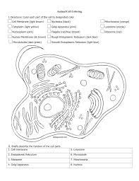 Animal cell model diagram project parts structure labeled. Ase Sc 1 Animal Plant Cell Coloring