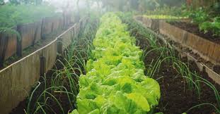 Image result for vegetable pictures
