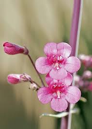 Potatoes grow beneath the soil so they are not all that affected by peppers are a vegetable that grows well in just about any climate no matter what. Get A Jump On Summer With Heat Tolerant Flowers Tucson Gardens Tucson Com