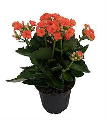 Flaming Katy Guide How To Grow Care For Kalanchoe Blossfeldiana