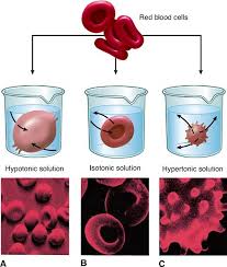 The contents of the cells have been reduced to the spherical structures shown. Physiology Of Cells Basicmedical Key