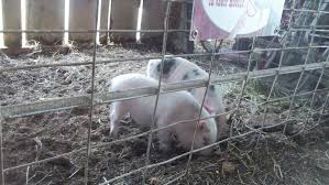 Maybe you would like to learn more about one of these? Mobile Petting Zoo Erickson S Petting Zoo