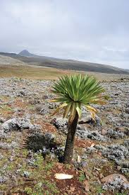 Image result for Lepidotrichilia volkensii