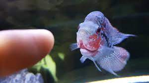 New Baby Flowerhorn And What I Feed Him Youtube