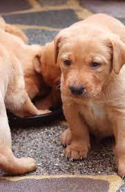 Normally, the 06th week old silver labrador retriever puppies seem more interested in playing and socializing. Puppy Development Week By Week A Guide To The Important Stages