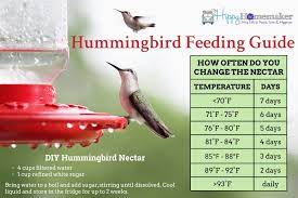 Feed Your Hummingbirds Naturally Diy Hummingbird Nectar The Hippy Homemaker Hummingbird Nectar Homemade Hummingbird Nectar Hummingbird Food