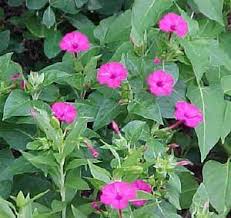Pin On Garden Desires