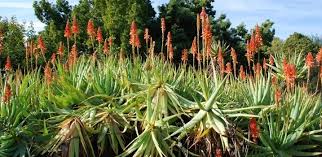 Image result for Aloe inyangensis